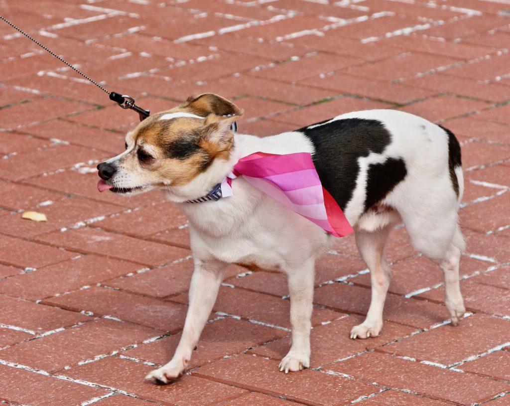 Rainbow Squirrel Fest lets pride flags fly